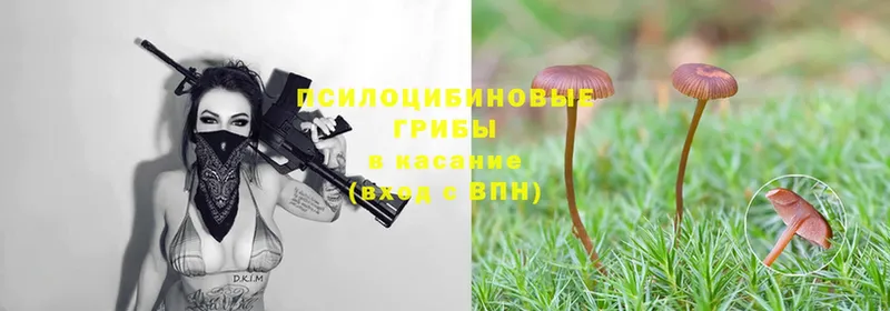 Галлюциногенные грибы Cubensis  blacksprut сайт  Кириллов 